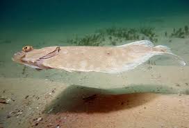 Smalltooth Flounder In Flight Pseudorhombus Jenynsii Fish Pet Marine Life Flounder