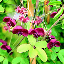 Check spelling or type a new query. Akebie Akebia Quinata Violett