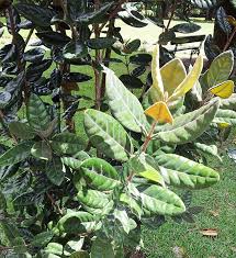 Image result for Eugenia verdcourtii