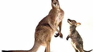What is a baby kangaroo called. What S The Difference Between A Wallaby And A Kangaroo Howstuffworks