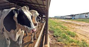 America S Dairy Cows Are Milk Producing Machines But Is There A Ceiling Nebraska Public Media
