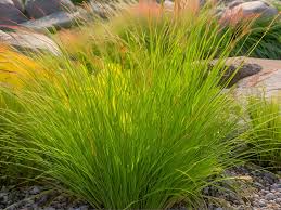 Image result for Cynorkis brevicalcar