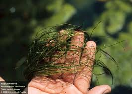 Image result for Potamogeton richardii