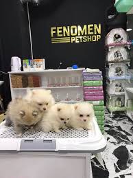 Ankara Pet Shop Home Facebook