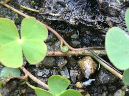 Image result for Marsileaceae