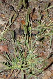 Image result for Leptochloa uniflora