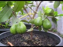 Bonsai Thai Guava Tree Psidium Guajava Youtube