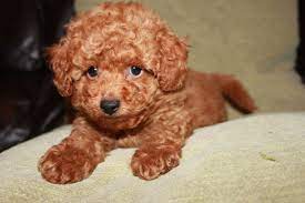 Advertise, sell, buy and rehome poodle dogs and puppies with pets4homes. Kennel Club Registered Red Toy Poodles Pra Clear Sutton Surrey Pets4homes