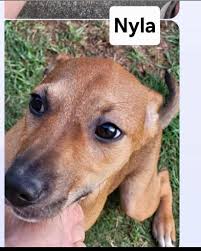 Sunny Paws Rescue added a new photo —...