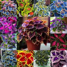 Image result for Coleus alpinus