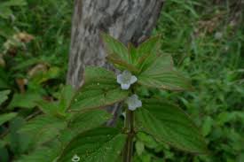 Image result for Spermacoce sphaerostigma