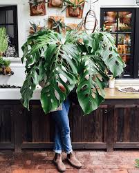 Pin On Statement Plants