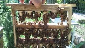 Lelu Apiculture En Vente Directe Chez Le Producteur Apiculture Producteur Vent