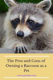 The Pros And Cons Of Owning A Raccoon As A Pet Pet Raccoon Raccoon Pets