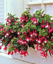 Bonsai Fuchsia Plants Lantern Flower Indoor Balcony Bonsai Flower For Home Garden Planting Bonsai Fuchsia Plan Indoor Flowers Fuchsia Flowers Fuchsia Plant