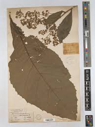 Image result for Monosis