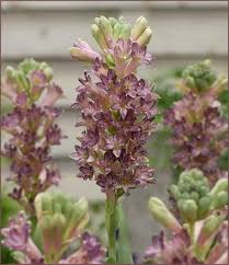 Tuberose Cinderella Violet Tuberose Bulb Clumps Flower Pots Fragrant Plant Flowers Nature