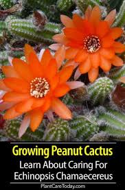 Erdnusskaktuspflanze Echinopsis Chamaecereus Lange Kriechende Stangel Niedrig Wachsende Orange Rote Bluten Beliebte Zimmerpflanze Ger