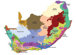 Image result for Hirpicium antunesii