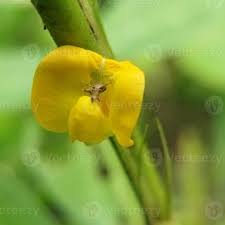 Image result for Smithia