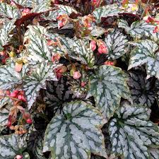 Image result for Begonia meyeri-johannis