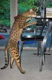 Savannah cat in human form (remastered). Pin On Animals Critters Such