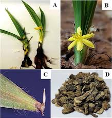 Image result for Curculigo