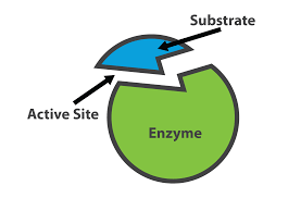 What's an Enzyme, and How Does It Work?