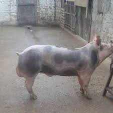 We did not find results for: Porci Rasa Cristi Nojorid Nojorid 414 Oradea 2021