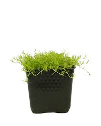 Image result for Sagina