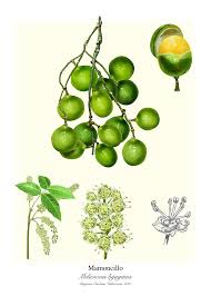 Image result for Melicoccus