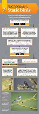 Free Bird Photography Cheat Sheet Part 2 Photography Settings Wildlife Photography Tips Photography Techniques