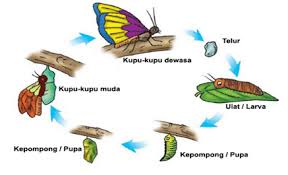 Umumnya, hewan dengan metamorfosis yang tidak sempurnalah yang tidak memiliki fase pupa. Metamorfosis Sempurna Dan Tidak Sempurna Pengertian Contoh