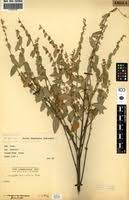 Image result for Triumfetta cordifolia