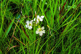 Image result for Exochaenium grande