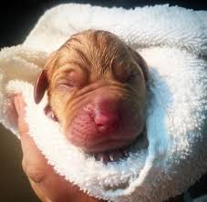 Silver lab puppies for sale in pa with low price. Balsam Branch Kennel Teaka Okie Puppies Fox Red Labs Puppies For Sale Wisconsin Fresh Puppy Puppies Lab Puppy Cute Animals