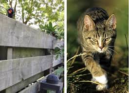 Maybe you would like to learn more about one of these? Keeping Out Cats Gallagher
