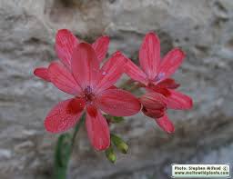 Image result for Freesia laxa