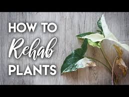 How To Rehab Plants After Shipping Youtube Plants House Plant Care Plant Care