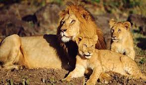 Daddy With 2 Cubs Lion Pictures Animals Beautiful Animals Wild