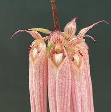Image result for Bulbophyllum comatum