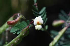 Image result for Aeschynomene indica