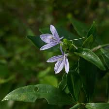 Image result for Triainolepis africana