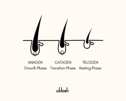 How Fast Does An Eyebrow Slit Grow Back? - Quora