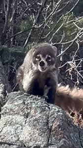 Day 2 action from @transbcenduro 2024 in Crowsnest Pass, Alberta Canada  chasing the wheels of legends @jgaube @t.r_wilding @skimikeybike  @its_jimmy, Tom Hughes and Jacob Strohl. Best of times in the heat 🔥 #