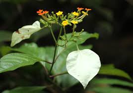 Image result for Mussaenda rivularis