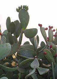 We did not find results for: A Spineless Plant Of Opuntia Ficus Indica A Domesticated Cactus Download Scientific Diagram