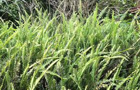 Image result for Nephrolepis