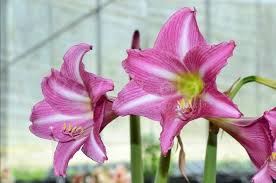 Amaryllis Estella Royal Colors For All Your Amazing Amaryllis And Hippeastrum Bulbs Unusual Flowers Amaryllis Pink Flowers