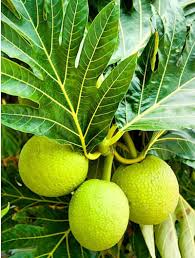 In cooler, more arid areas, the trees produce edible fruit, but too small for commercial use. Kauai Fruits You Don T Want To Miss